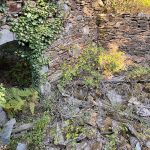 Vestige de l'histoire : ici une habitation typique des Cévennes en ruines, perchée entre Valbonne et le Castanet