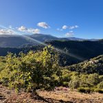 Châtaigneraie de La Ferme de Valbonne avec vue sur le Mont Aigoual