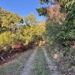 Chemin d'accès à une châtaigneraie