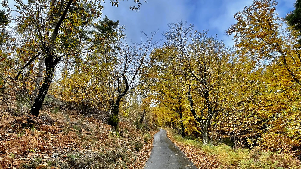 L'Automne en Cévennes : une saison magique à savourer